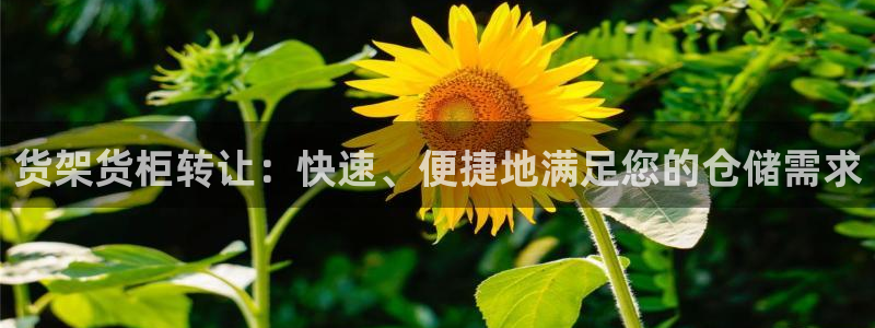 杏运代理